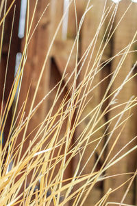 Close-up of grass against fence