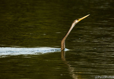 Close-up of bird against water