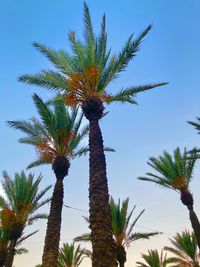 Low angle view of palm tree against clear sky