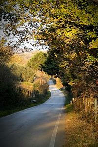 Empty road along trees