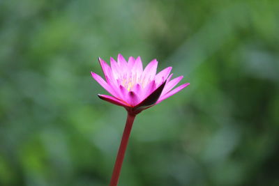 Close-up of pink water lily