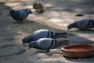 High angle view of pigeons