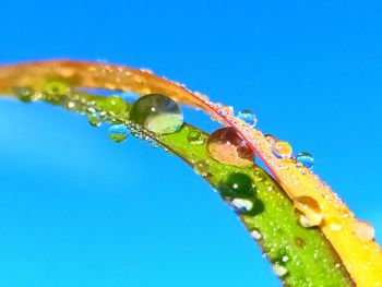 Close-up of water drops on leaf against blue sky