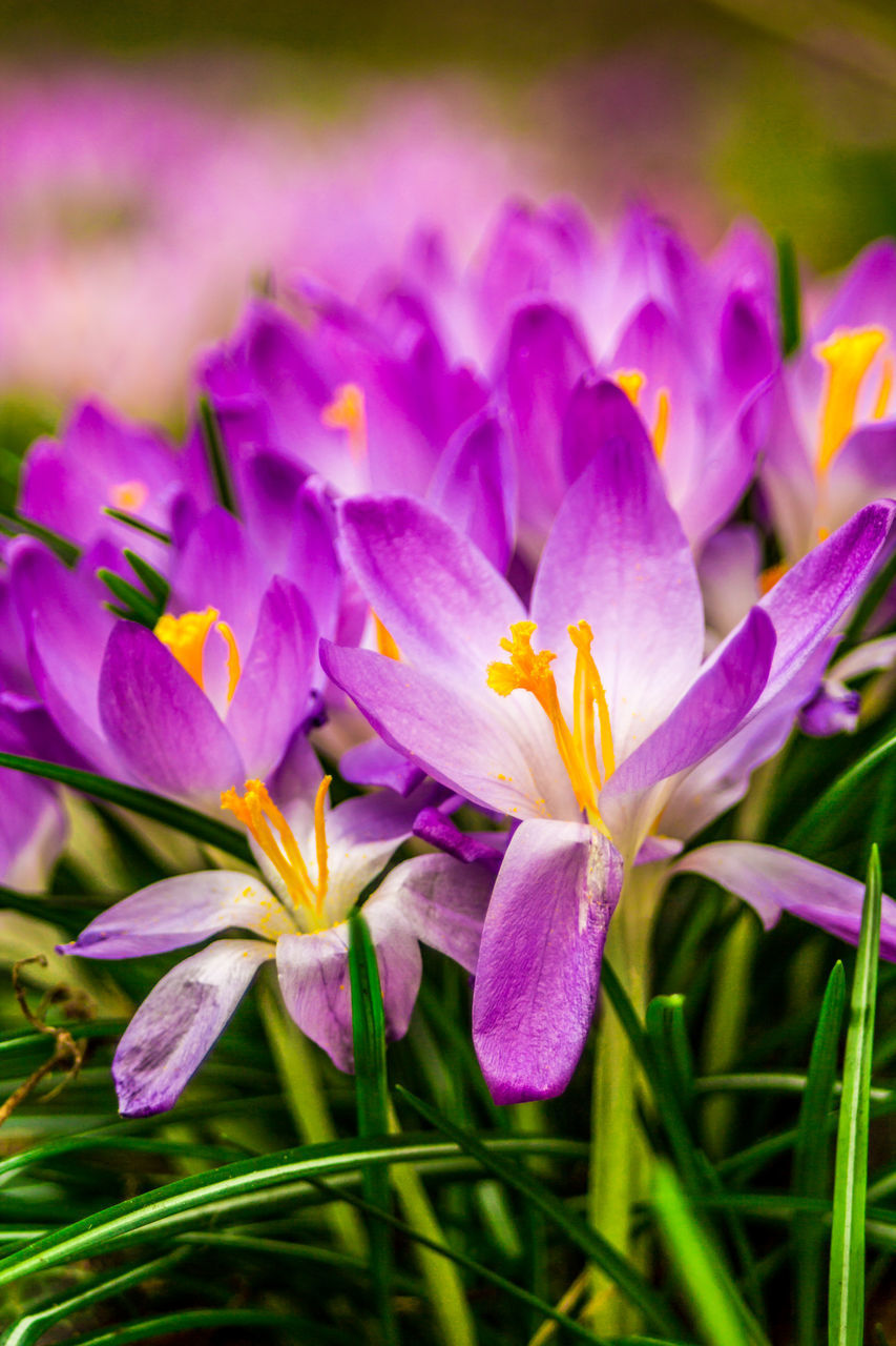 CLOSE-UP OF PURPLE CROCUS FLOWERS