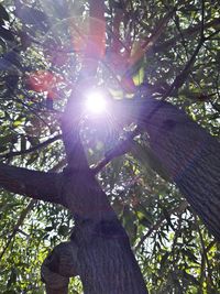 Sun shining through trees