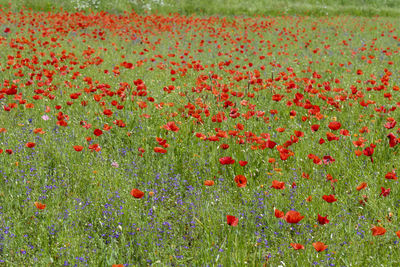 Red poppies growing on field