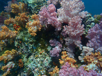 View of coral in sea