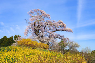 Low angle view of yellow flowering plants on field