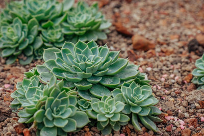 High angle view of succulent plant on field