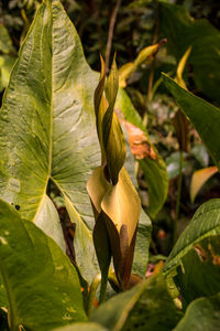 Close-up of fresh green leaves on plant