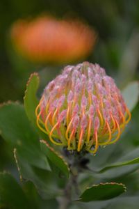 Close-up of flowering plant