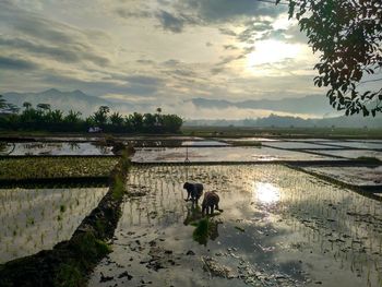 View of a horse in water at sunset