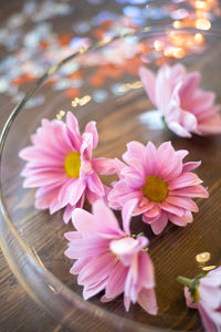 High angle view of pink flowering plants on table