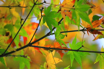 Close-up of leaves on tree