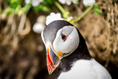 Close-up portrait of puffin