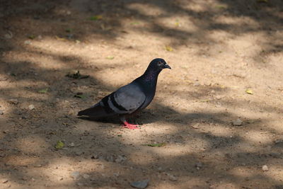 High angle view of pigeon perching on a land