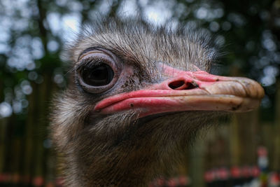 Close-up of ostrich