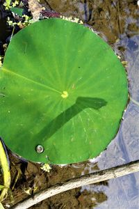 High angle view of leaves floating on lake