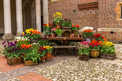 Potted plant against wall