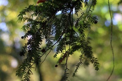 Low angle view of leaves