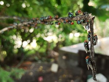 Close-up of rusty wire against blurred background