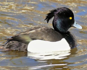 Close-up of duck swimming in lake