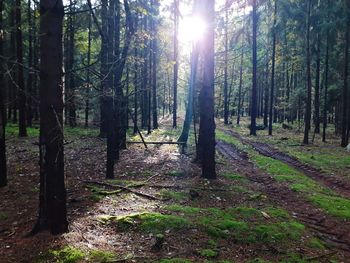 Sunlight streaming through trees in forest