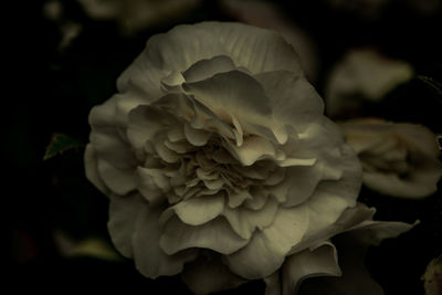 Close-up of rose plant against black background