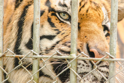 animal