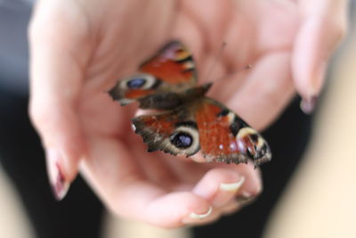 Close-up of ladybug on finger