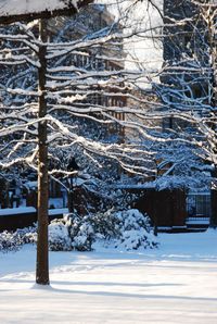 Snow covered tree against sky