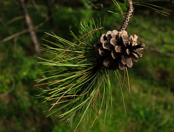 Close-up of pine cone on field