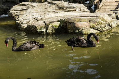 Swans swimming in lake
