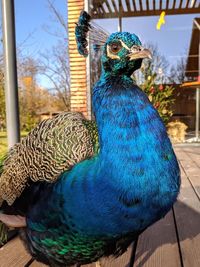 Close-up of peacock