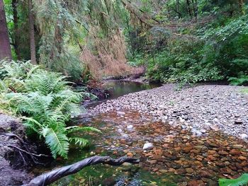 Scenic view of river in forest