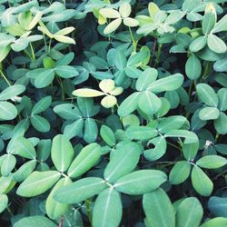 Full frame shot of yellow flowers blooming outdoors