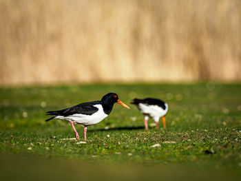 Side view of two birds on land