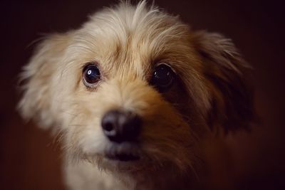 Portrait of a dog