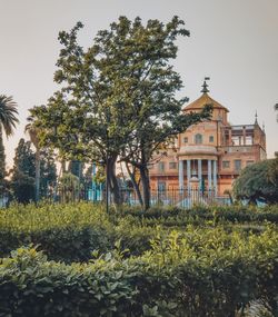 Trees by building against clear sky