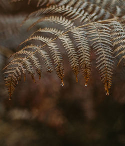 Close-up of fern leaves against blurred background