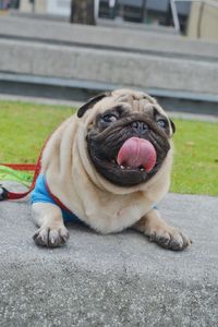 Close-up of a dog