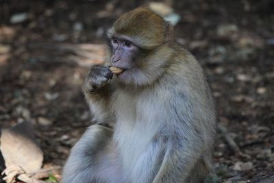 Monkey sitting on field