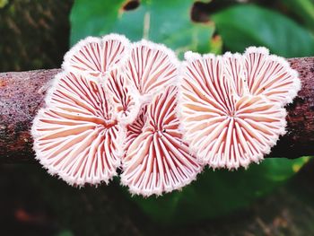 Close-up of flowering plant