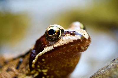 Close-up of frog