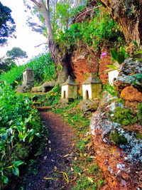 View of trees and plants