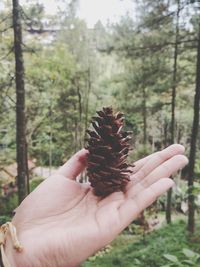 Close-up of hand holding pine cone