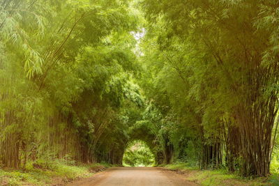 Road amidst trees in forest