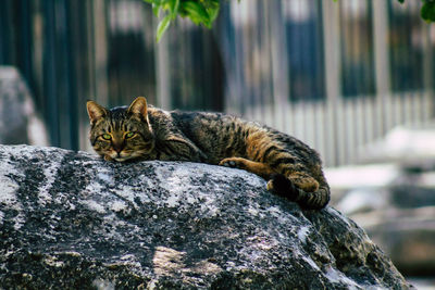 Cat relaxing on rock