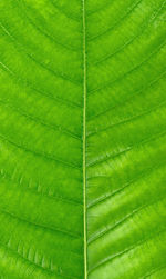 Full frame shot of green leaf