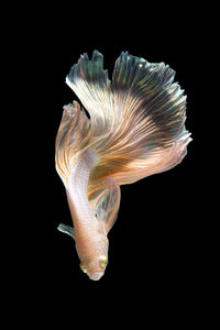 Close-up of fish underwater